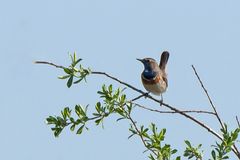 Blaukehlchen 