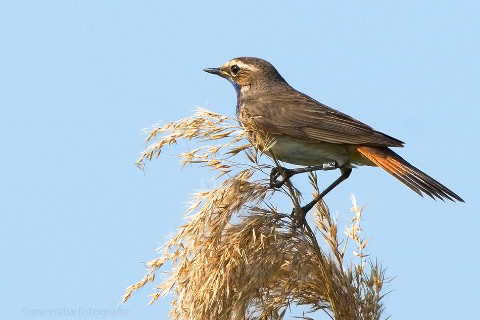 Blaukehlchen