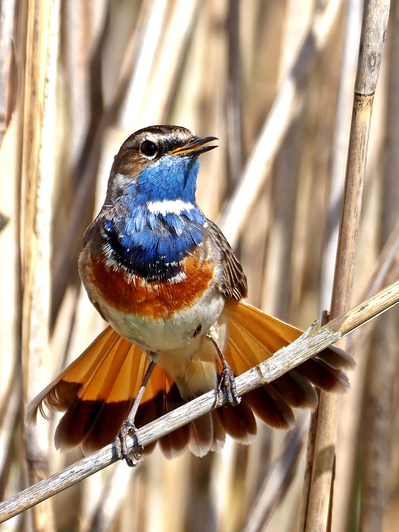 Blaukehlchen