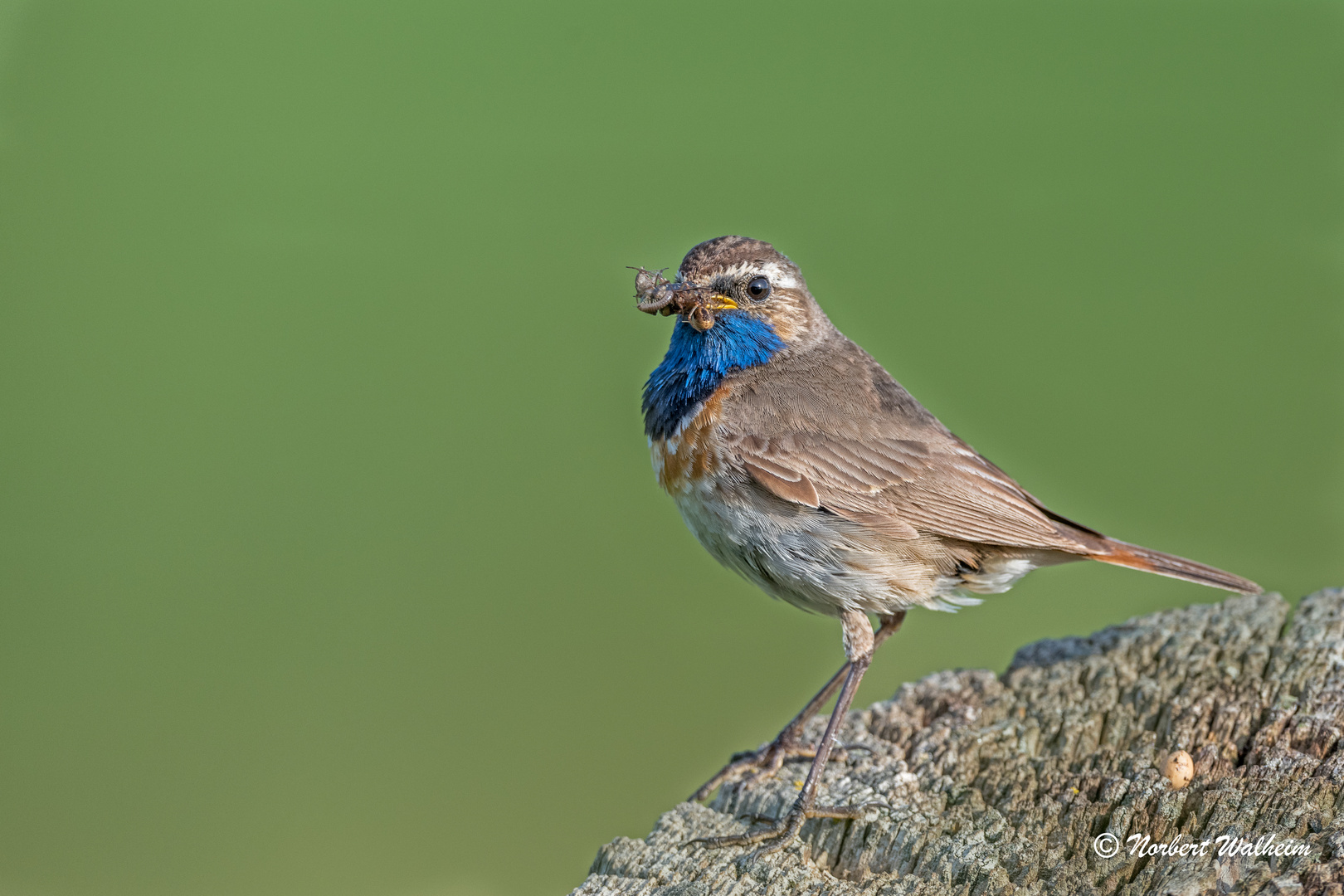 Blaukehlchen 