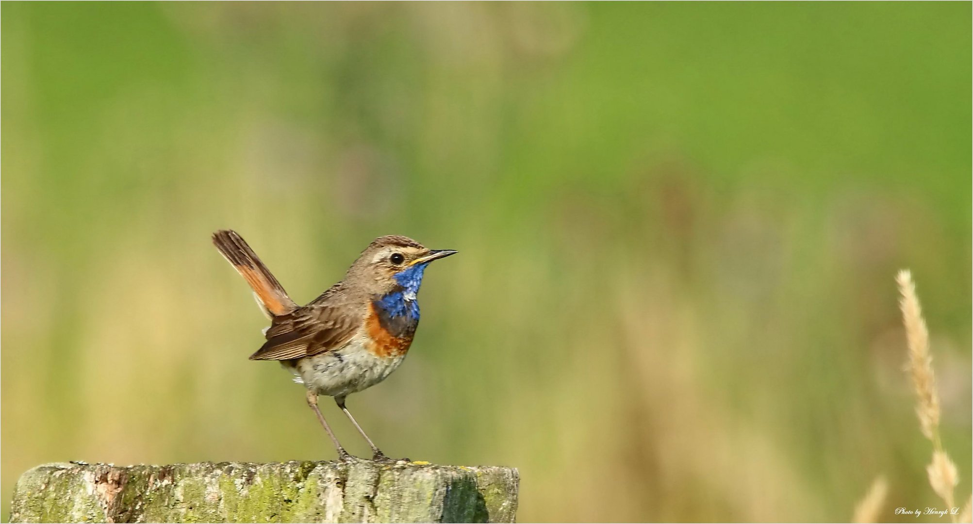 Blaukehlchen