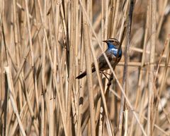 Blaukehlchen