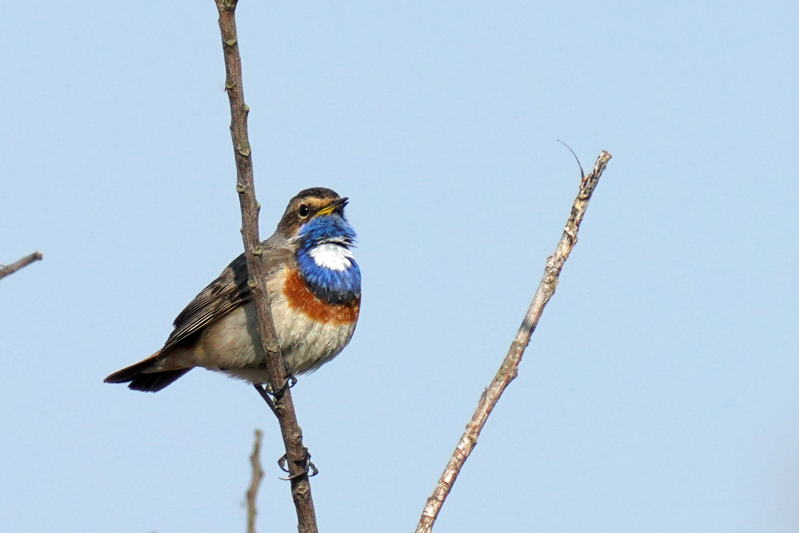 Blaukehlchen...