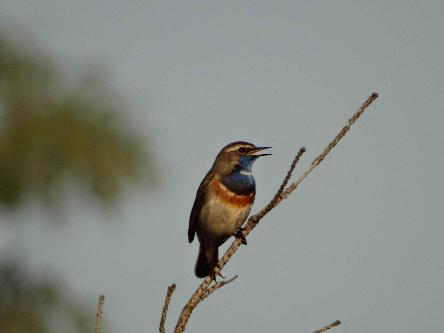 Blaukehlchen