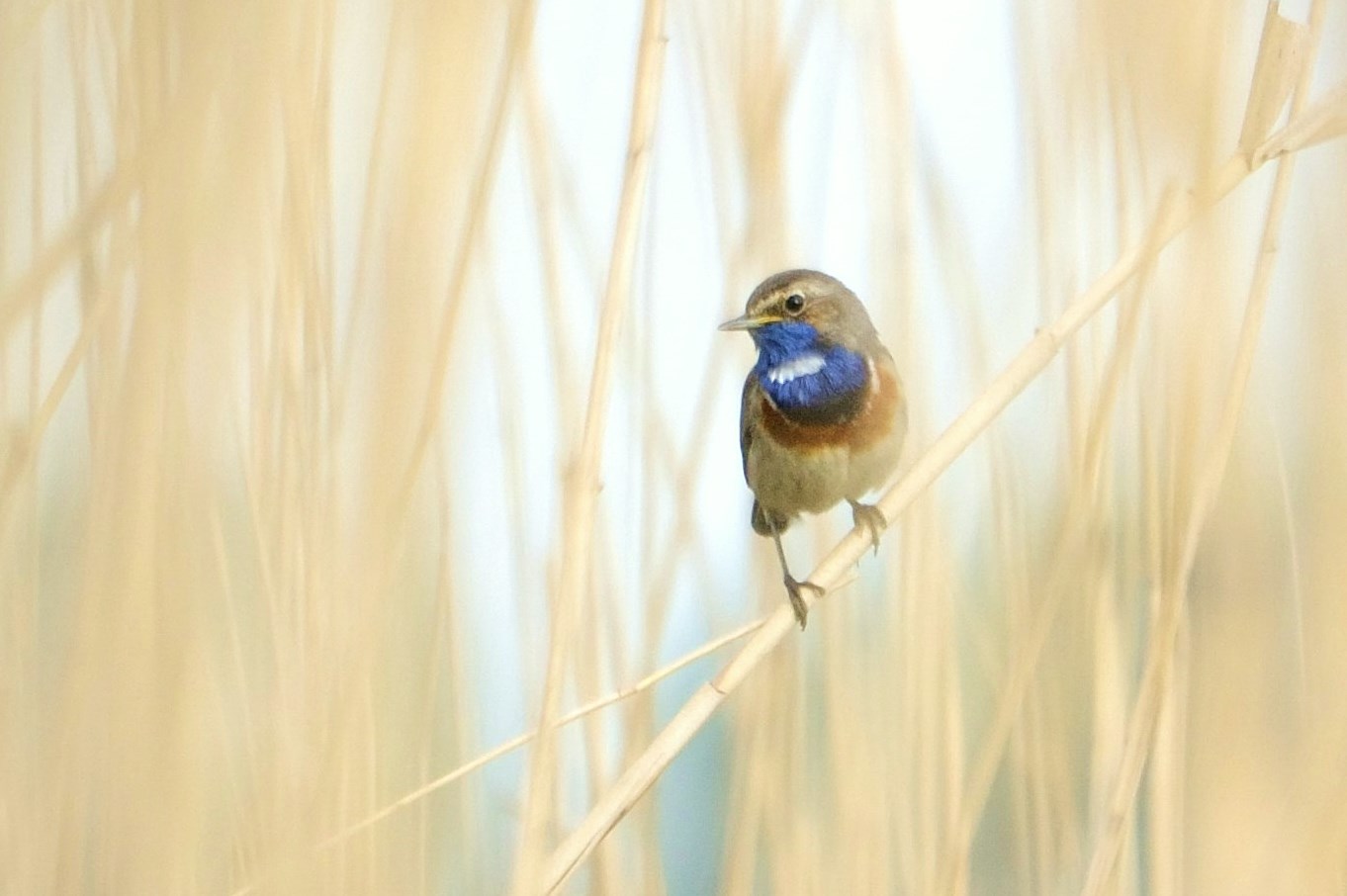 Blaukehlchen