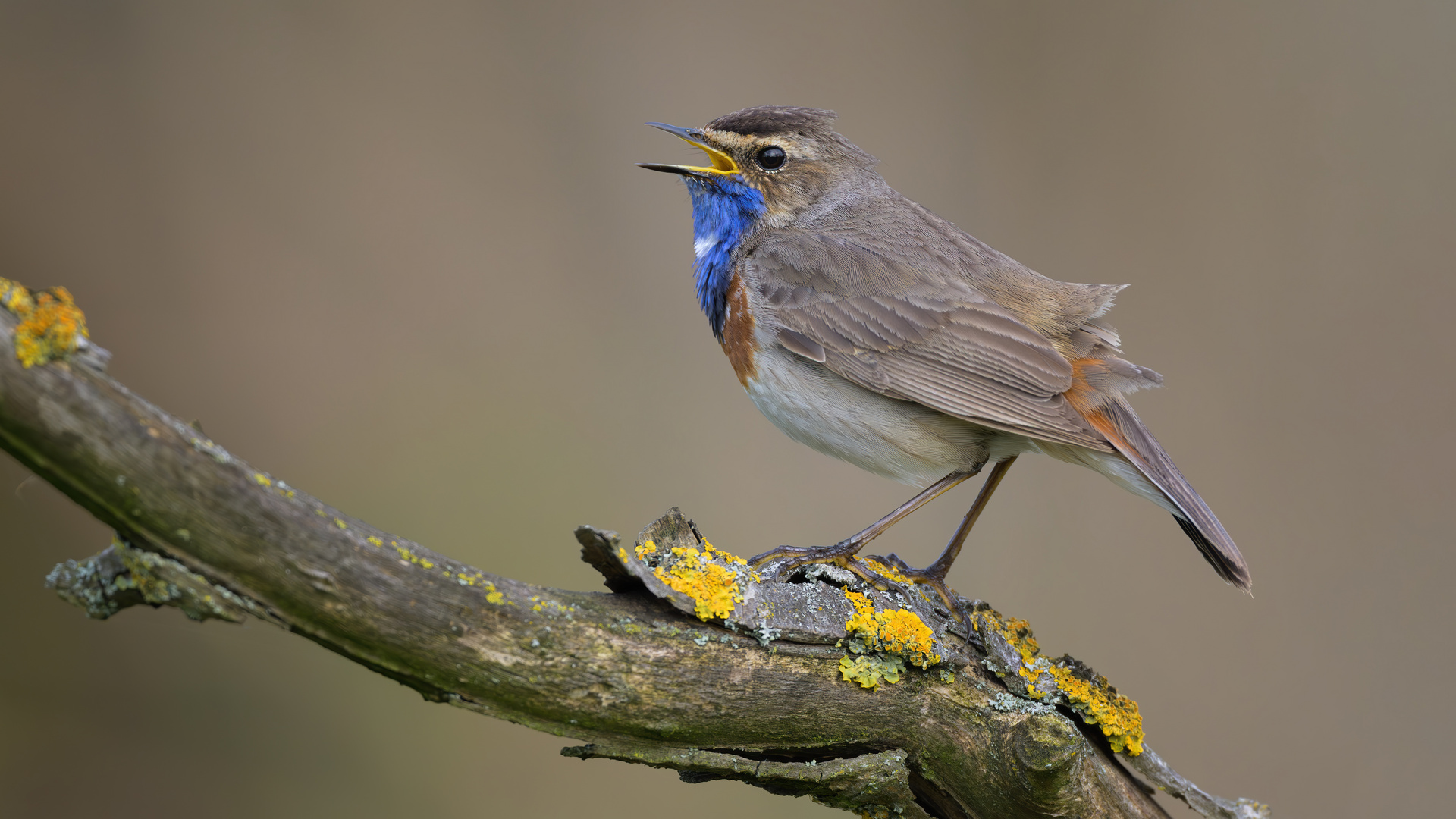 Blaukehlchen