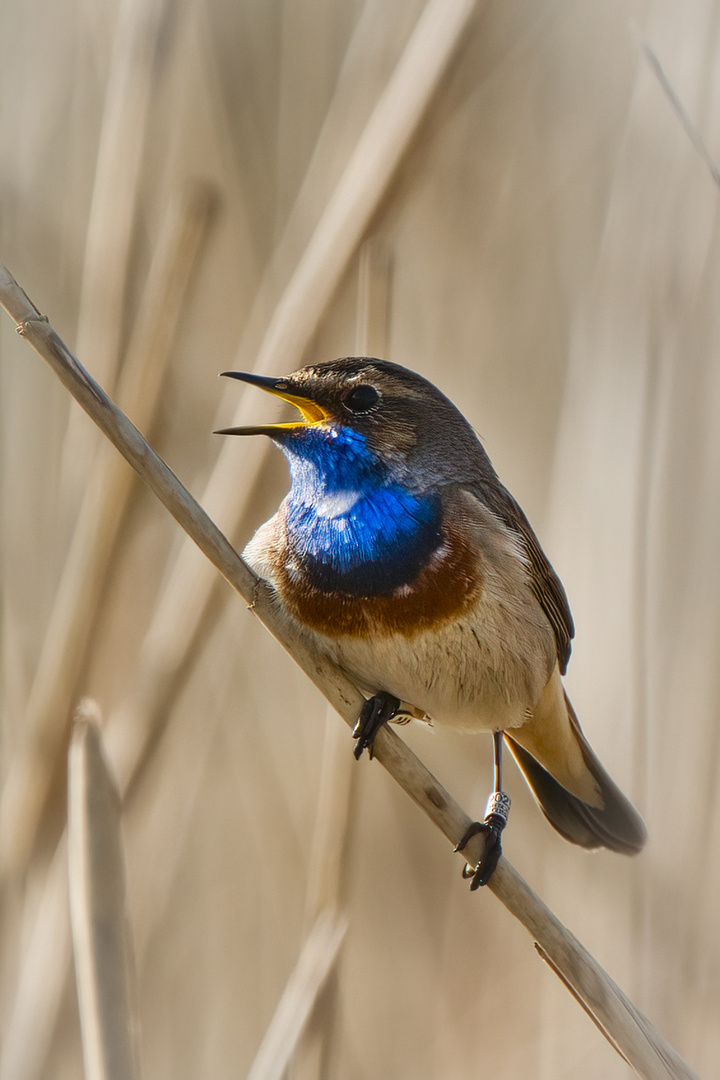 Blaukehlchen 