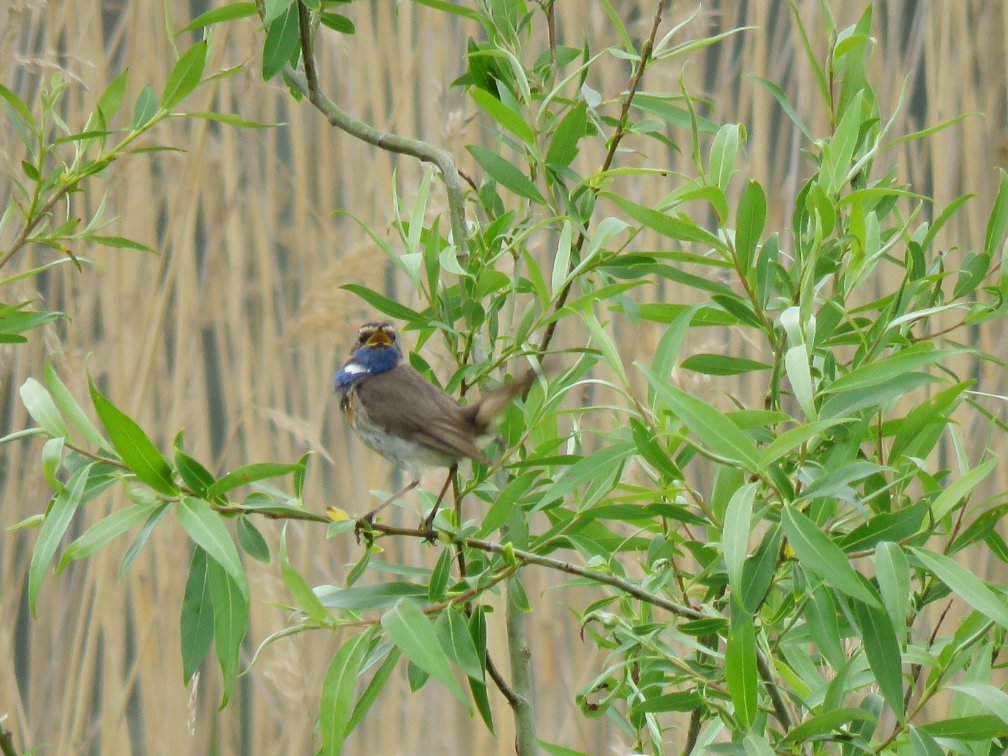 Blaukehlchen...