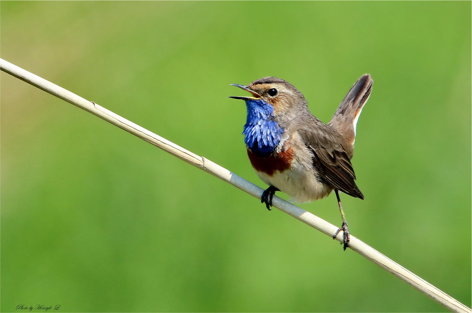 Blaukehlchen