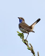 Blaukehlchen