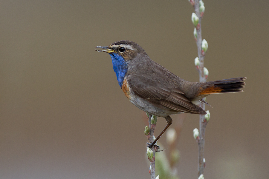 Blaukehlchen