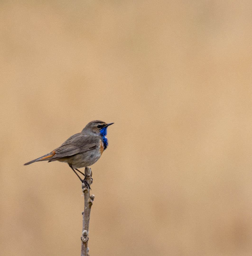 Blaukehlchen