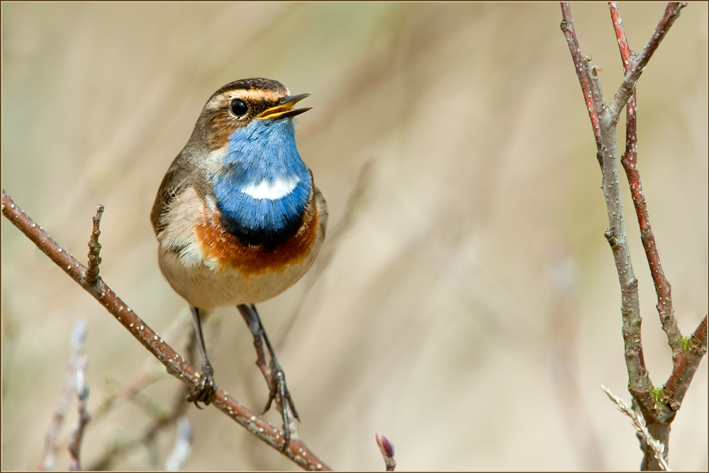 Blaukehlchen