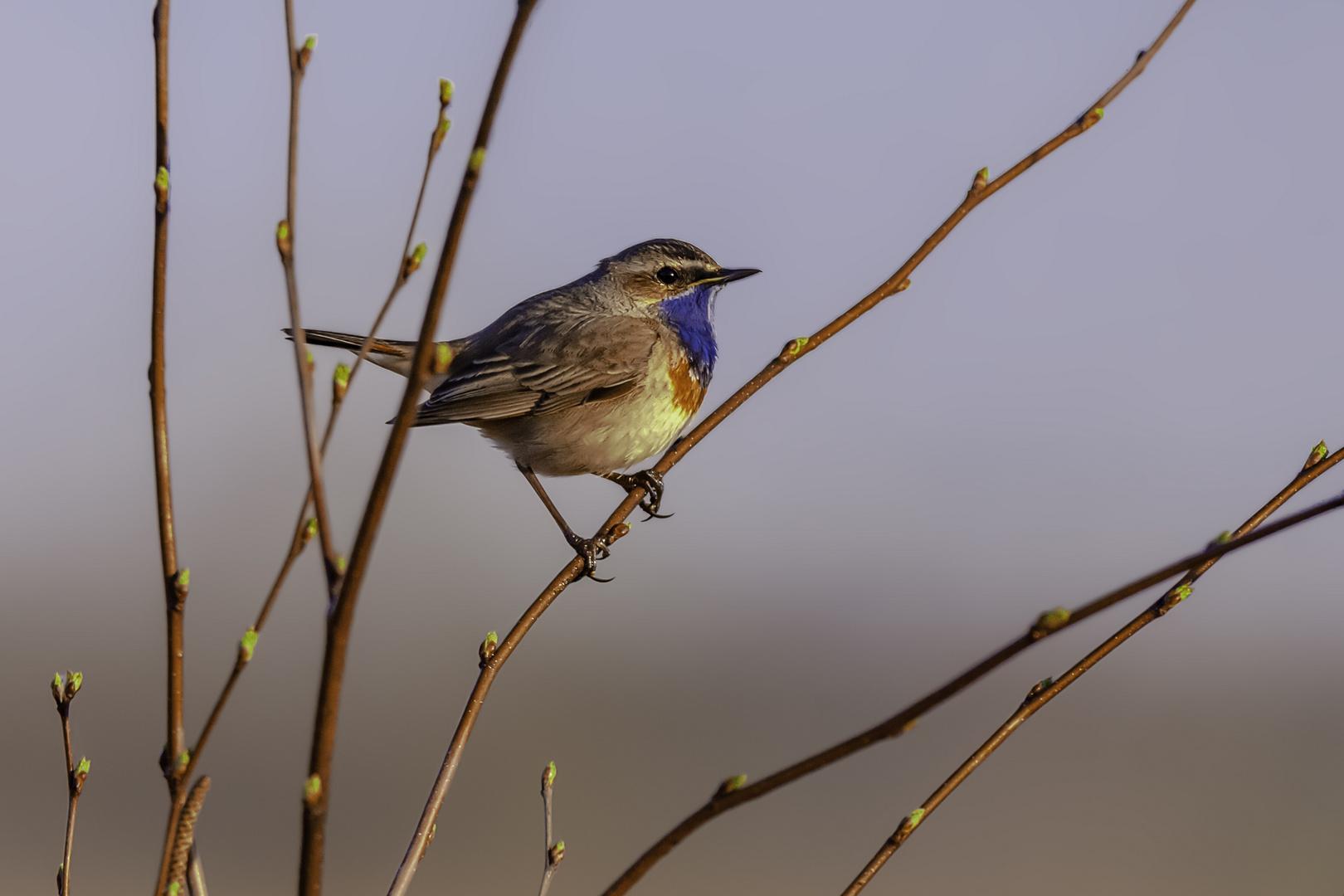 Blaukehlchen