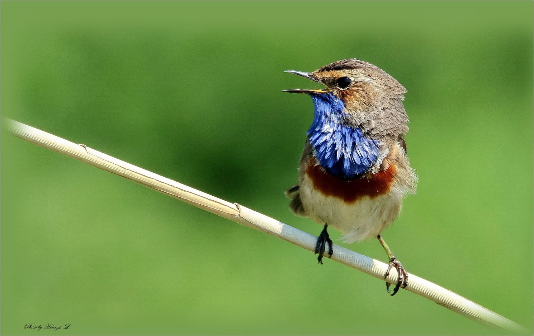 Blaukehlchen