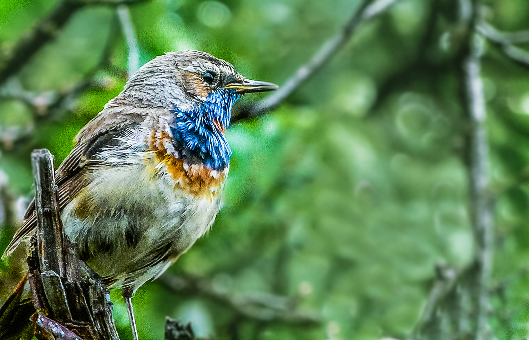 Blaukehlchen