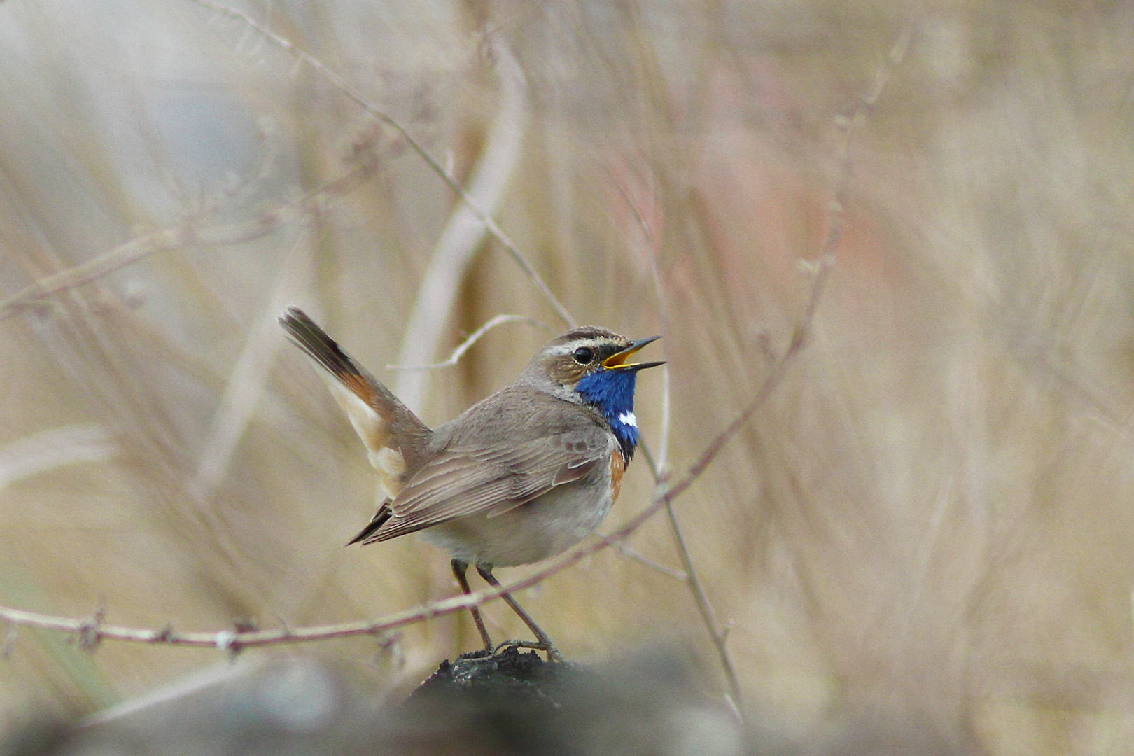 Blaukehlchen