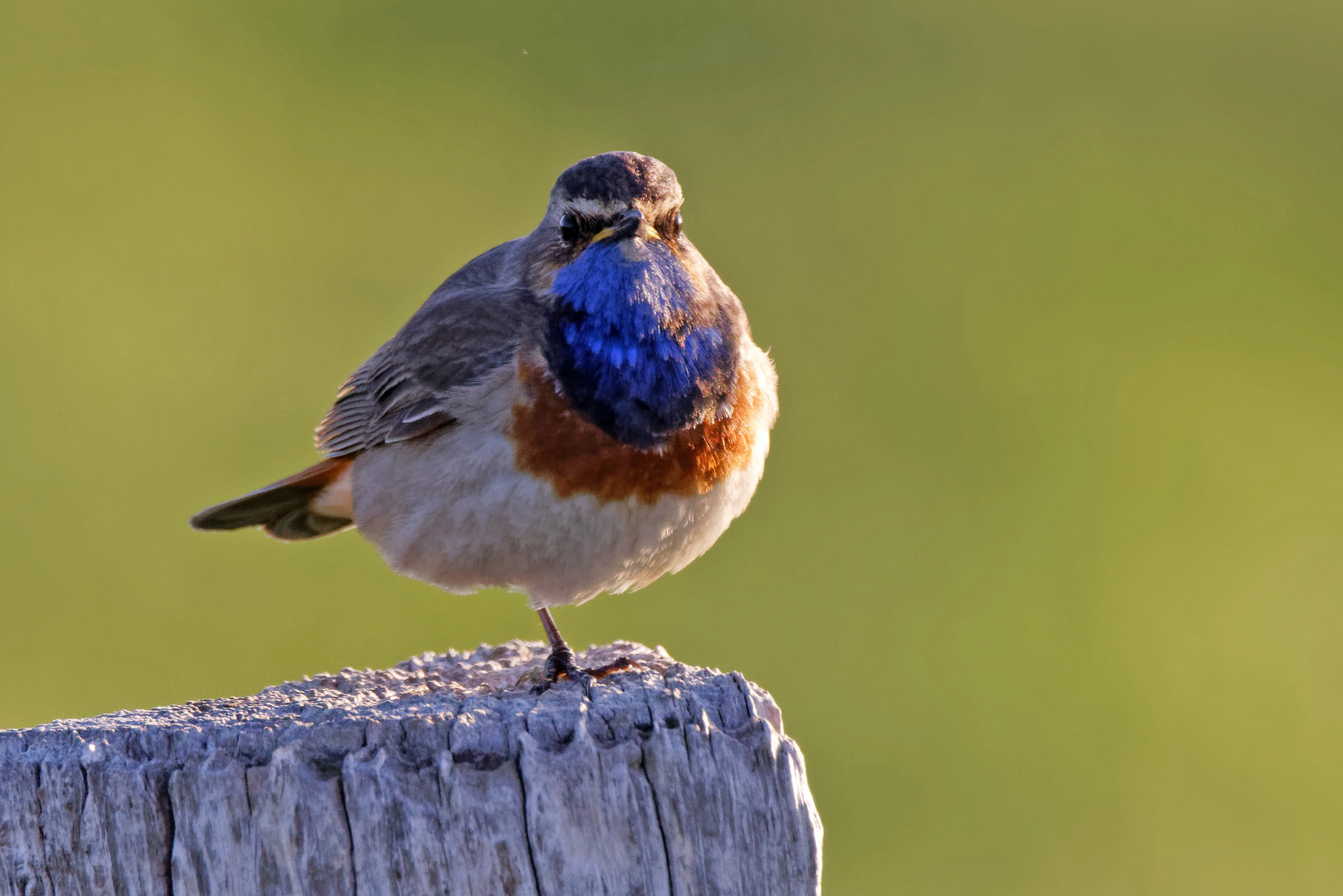 Blaukehlchen