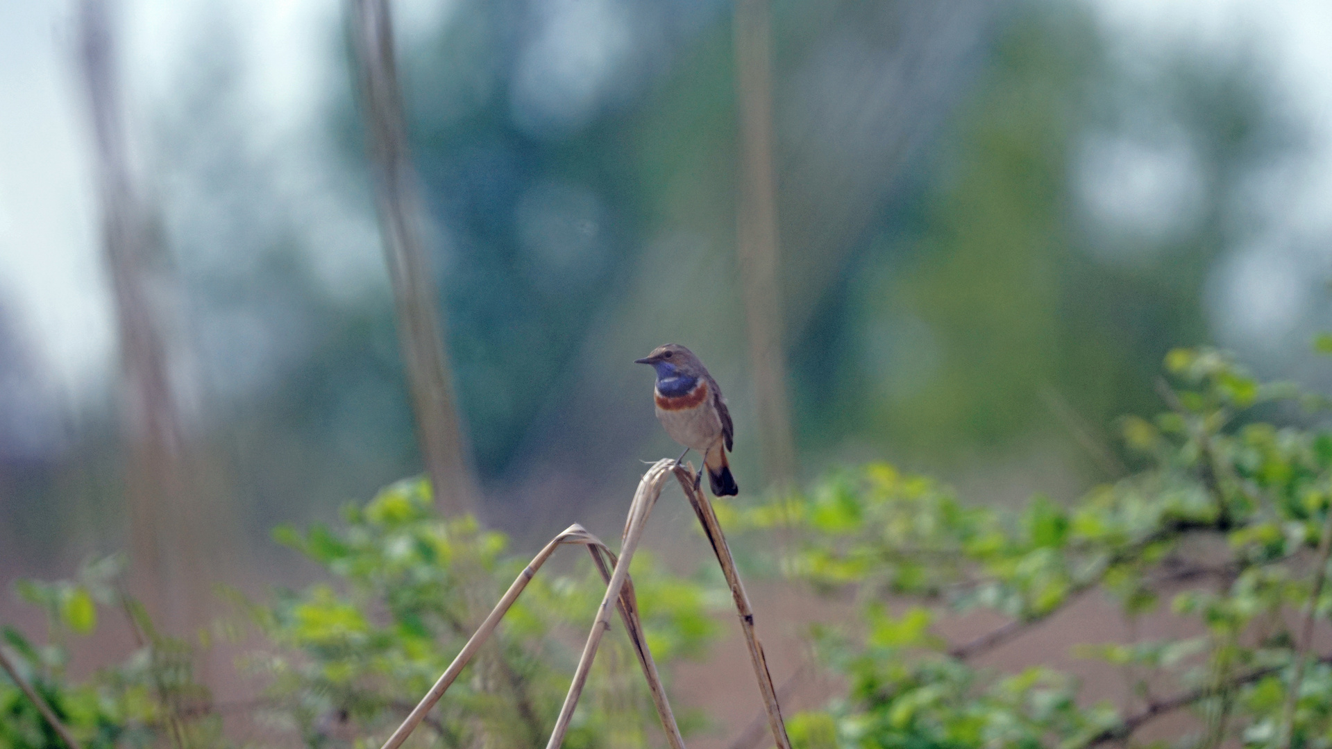 Blaukehlchen