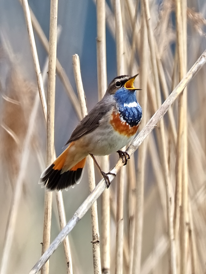 Blaukehlchen