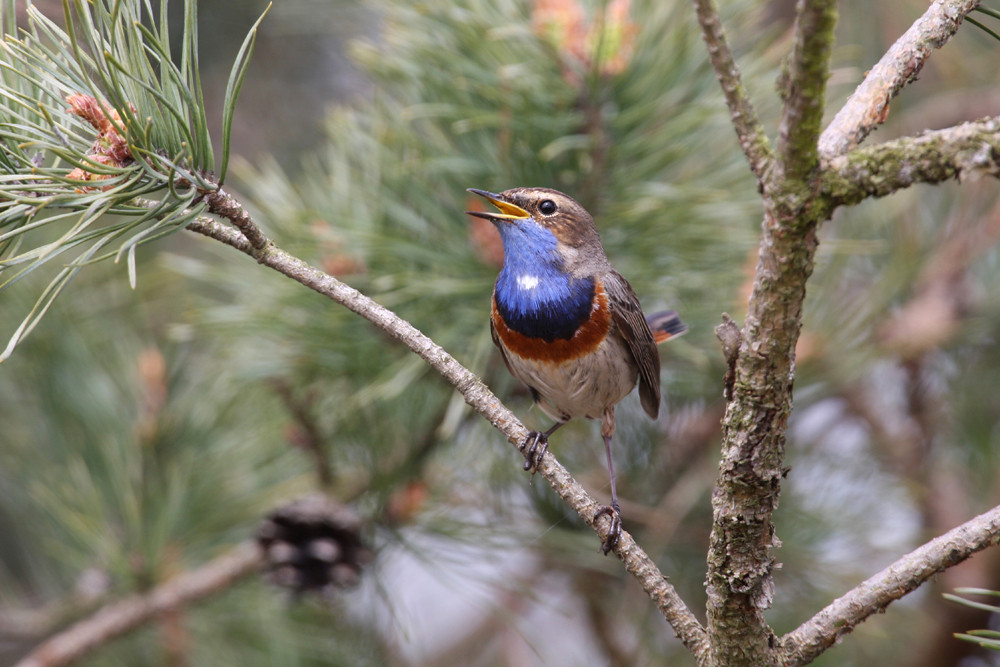 Blaukehlchen