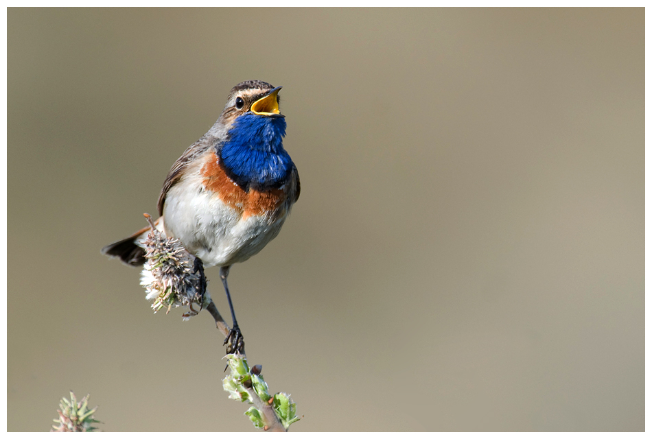 Blaukehlchen...