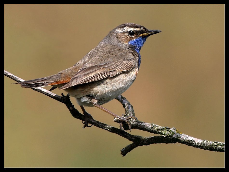 Blaukehlchen