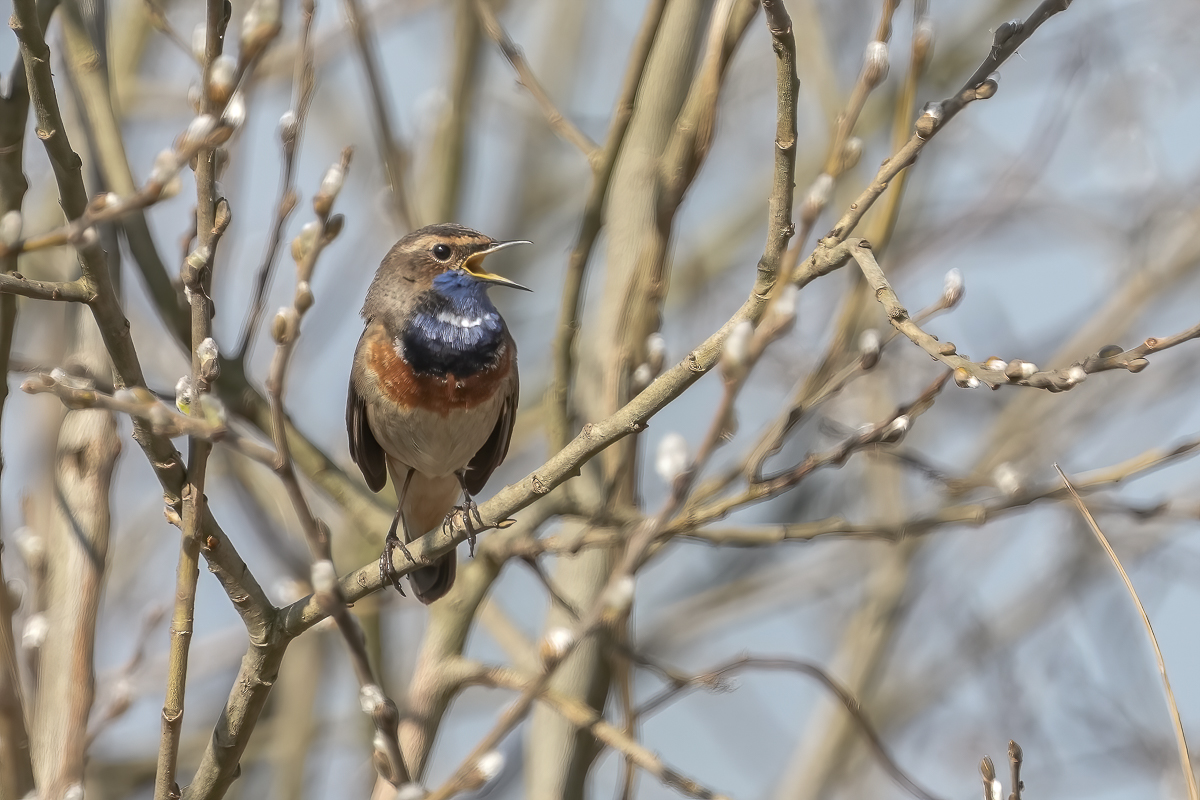 Blaukehlchen