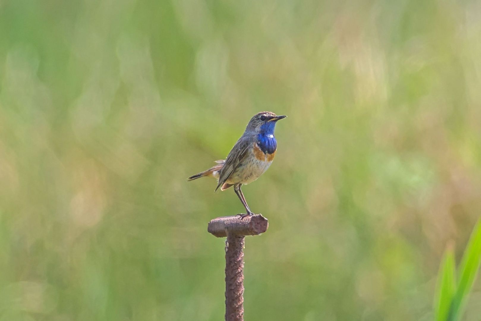 Blaukehlchen