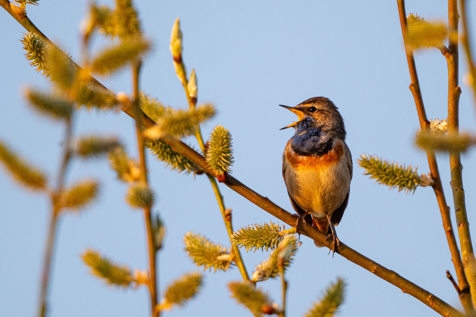 Blaukehlchen