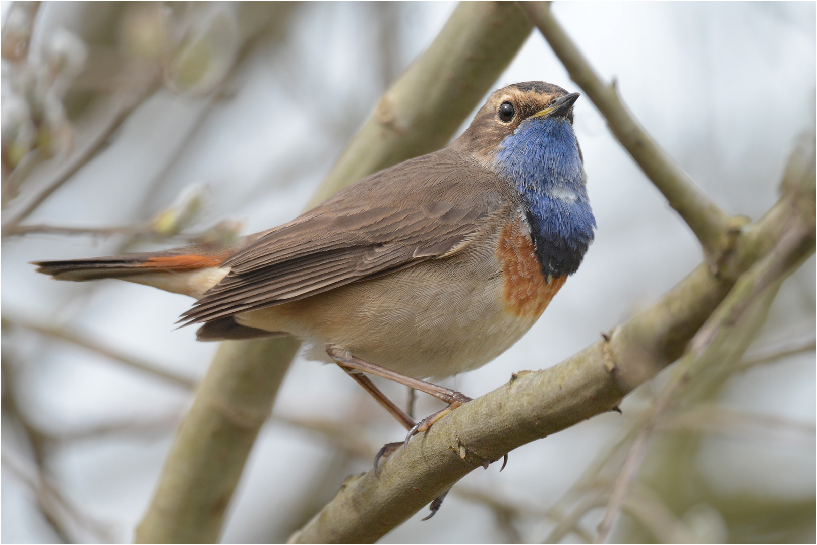 Blaukehlchen