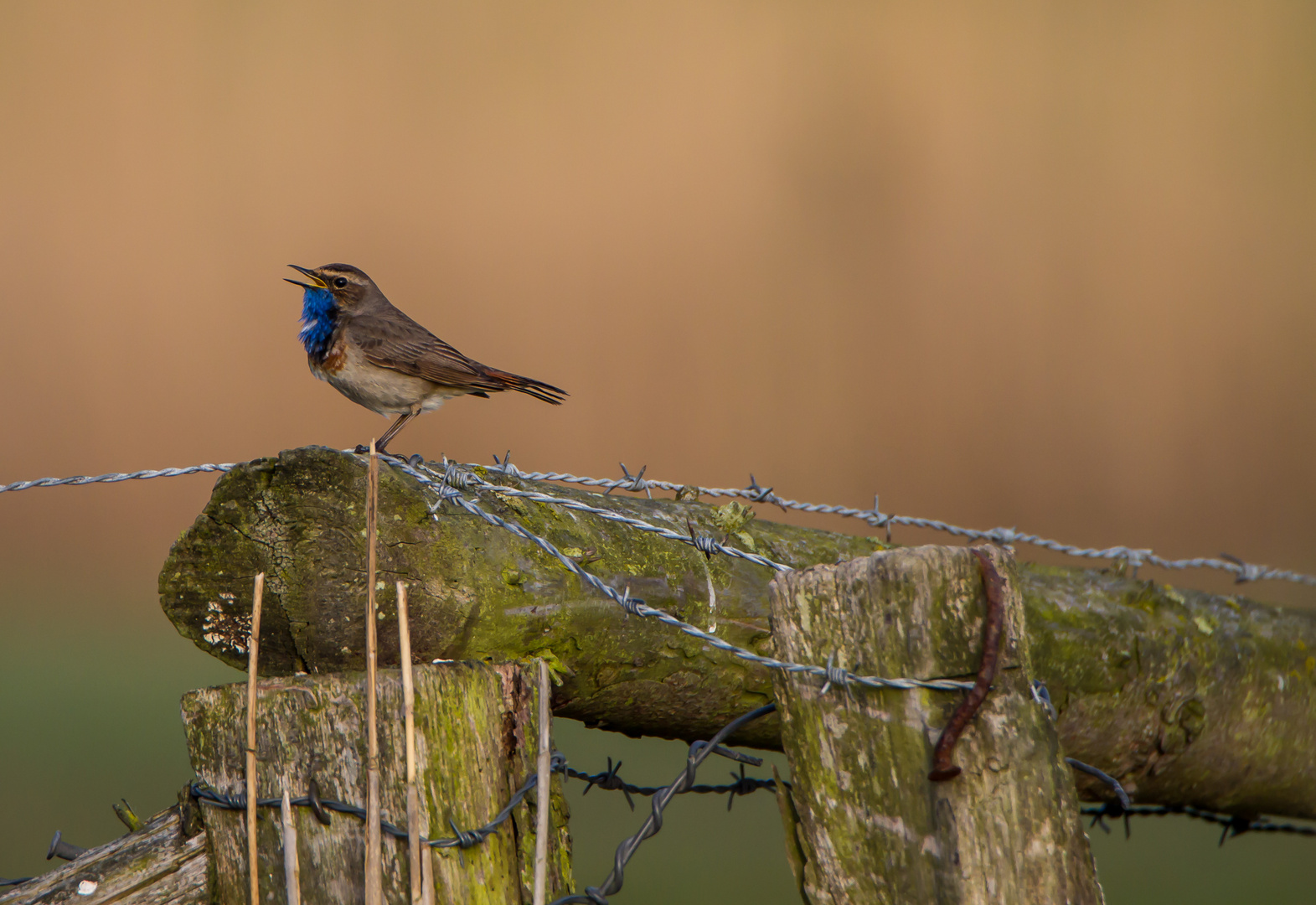 Blaukehlchen