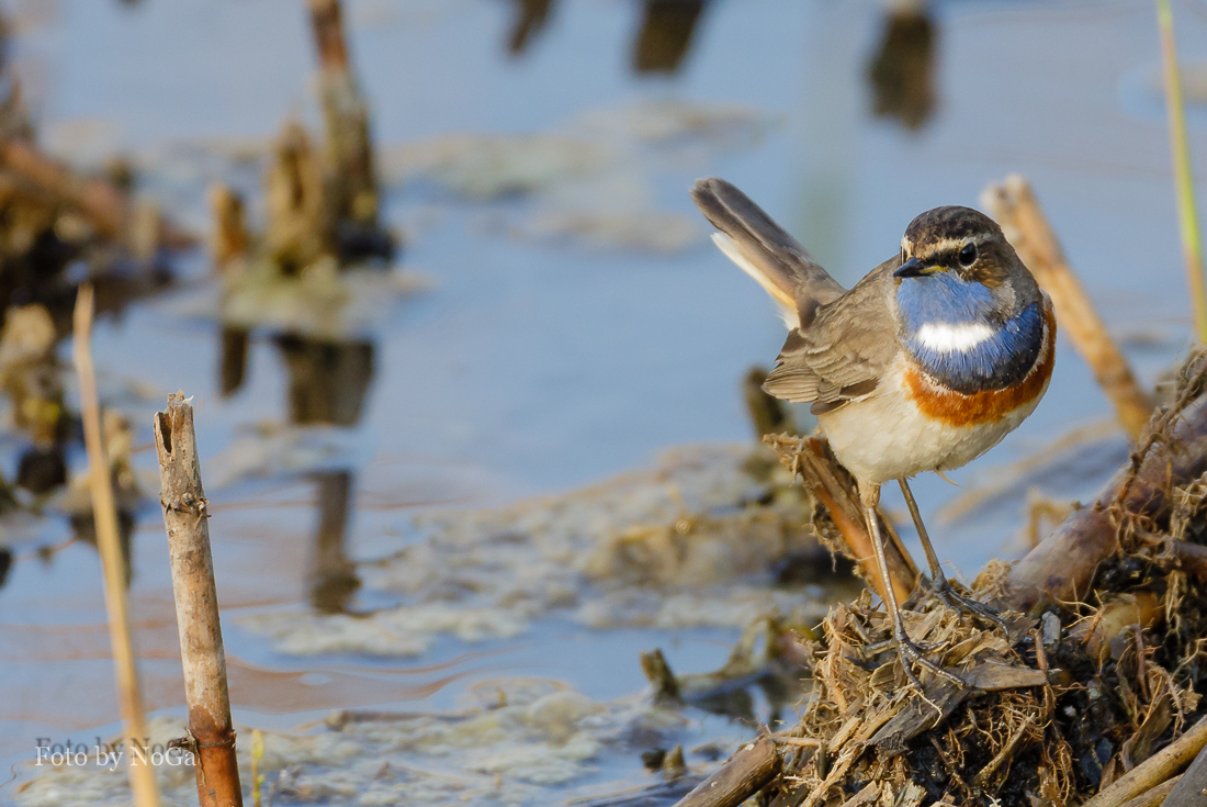 Blaukehlchen