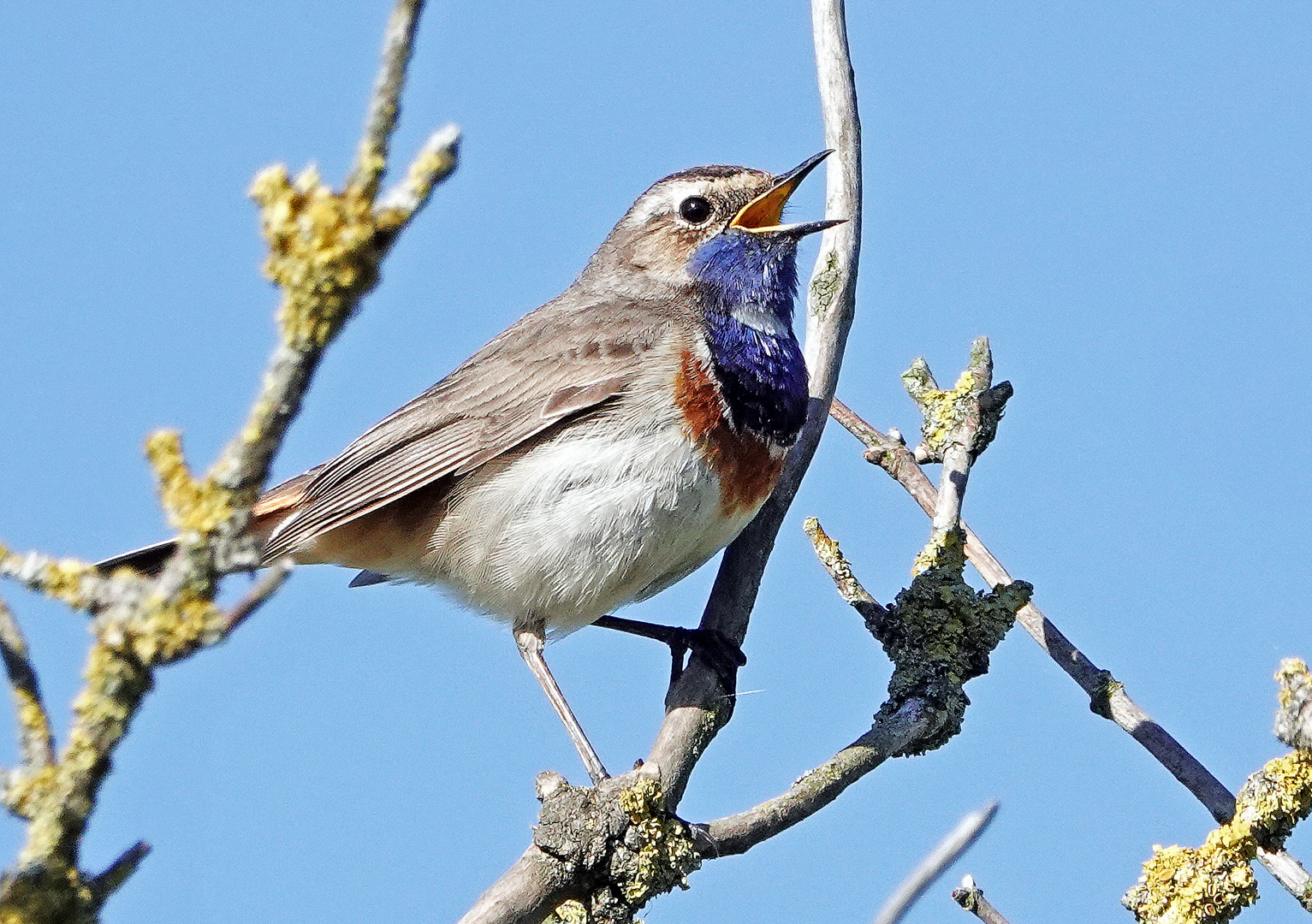 Blaukehlchen