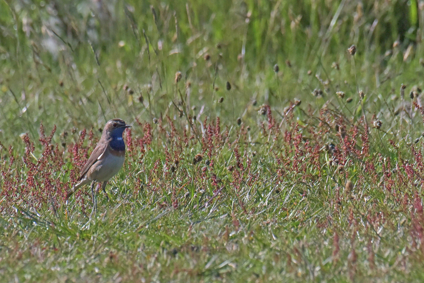 Blaukehlchen