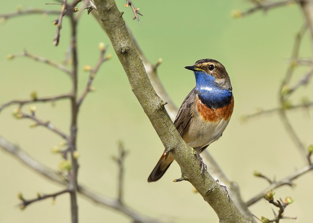 Blaukehlchen