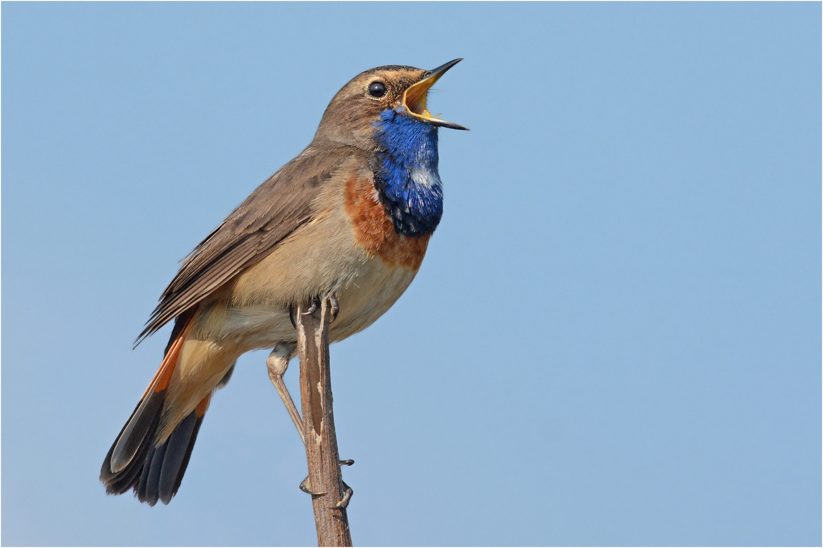 Blaukehlchen