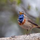 Blaukehlchen als Tenor