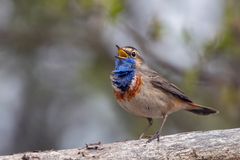 Blaukehlchen als Tenor