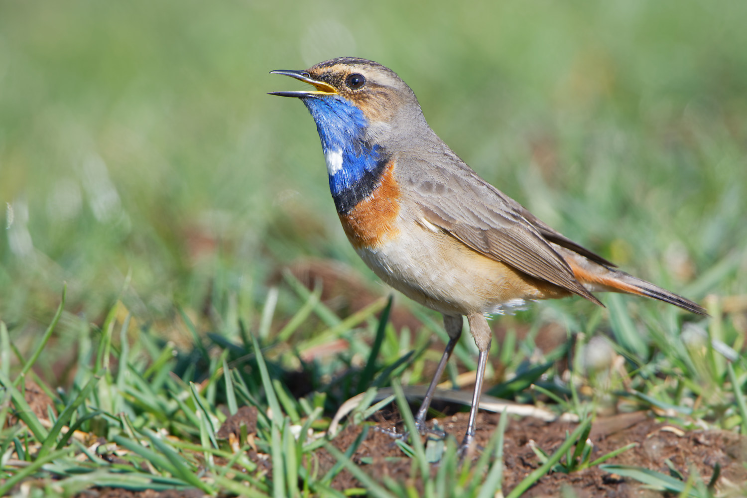 Blaukehlchen am Boden