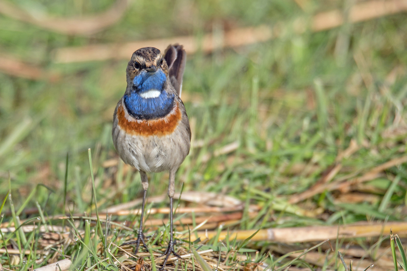 Blaukehlchen am Boden im April 2022