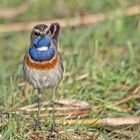 Blaukehlchen am Boden im April 2022