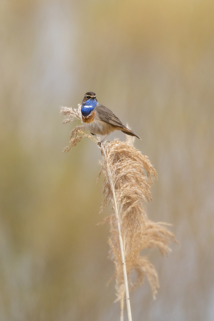 Blaukehlchen am Morgen 