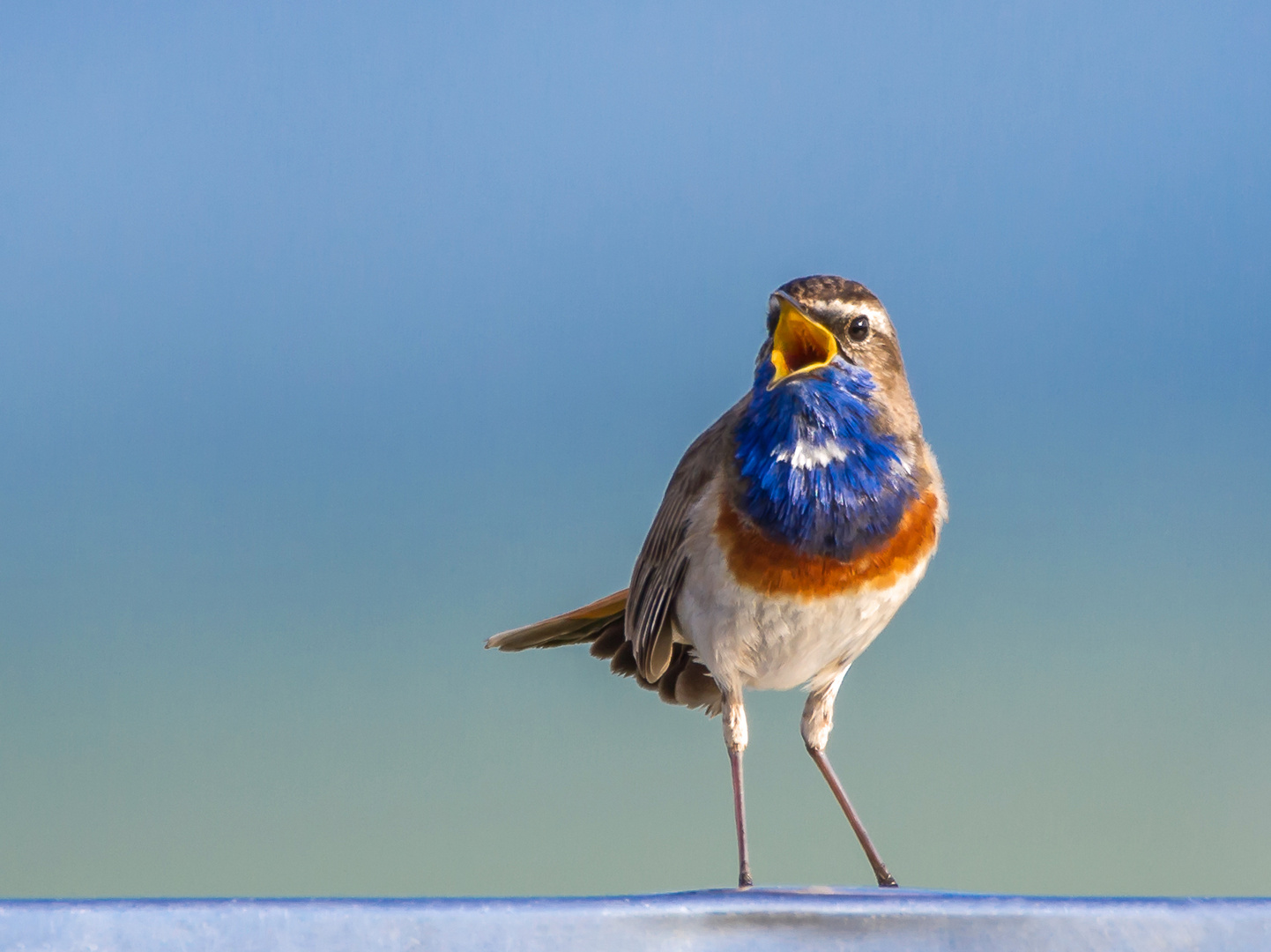 Blaukehlchen am Morgen