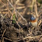 Blaukehlchen auf Nahrungssuche