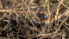 Blaukehlchen auf Nahrungssuche