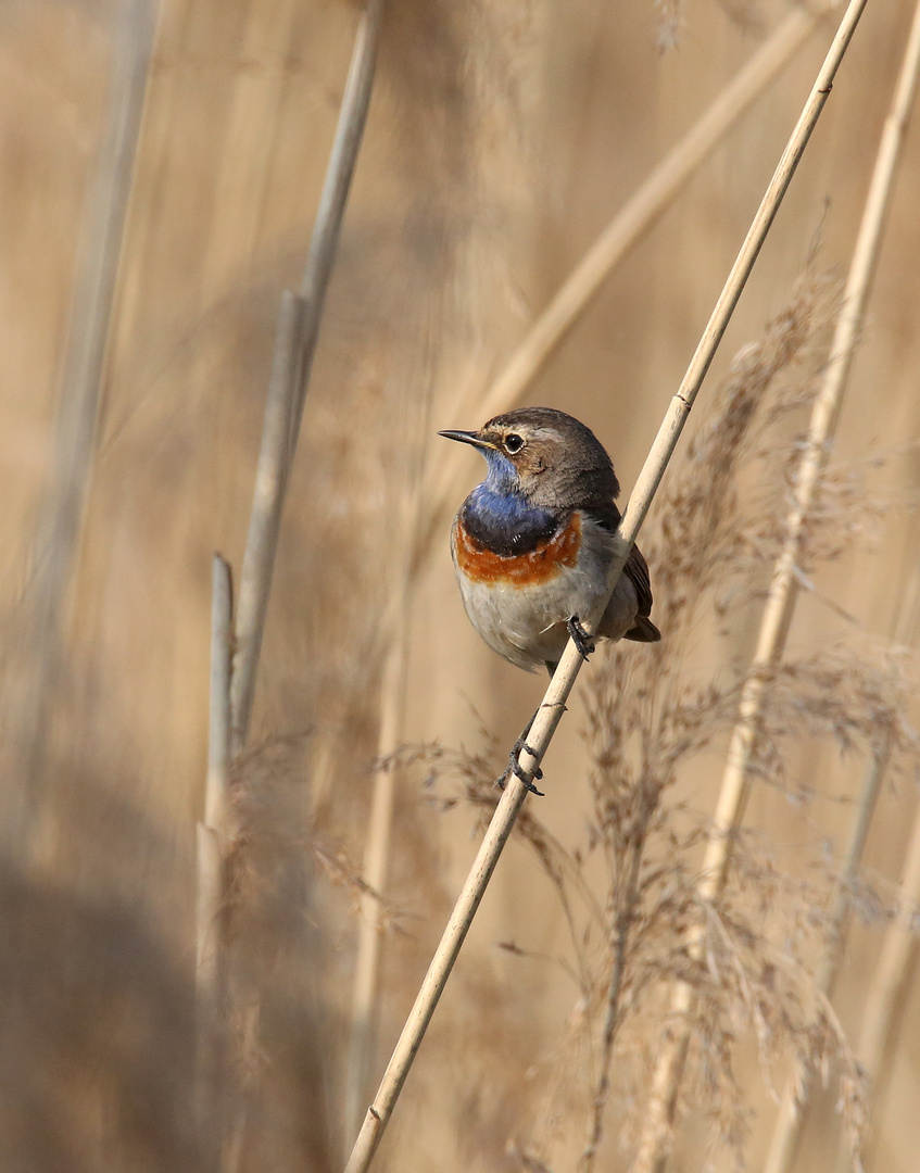 Blaukehlchen auf Schilf