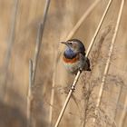 Blaukehlchen auf Schilf