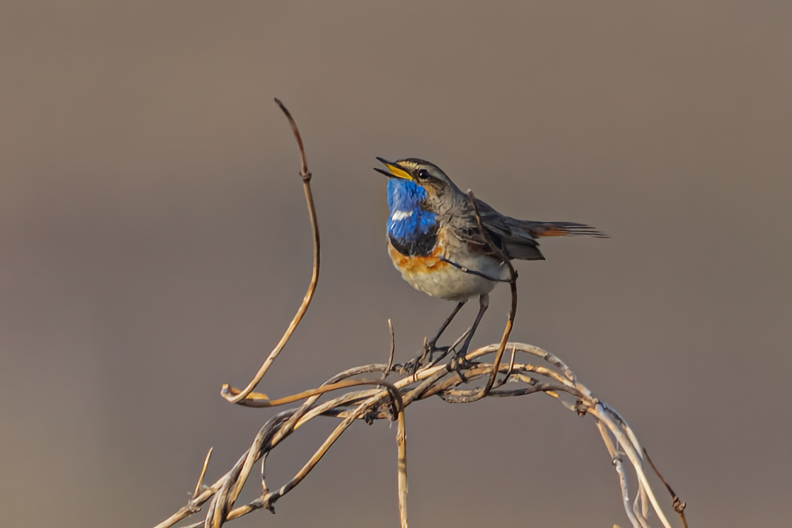 Blaukehlchen auf Texel