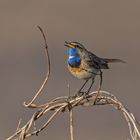 Blaukehlchen auf Texel